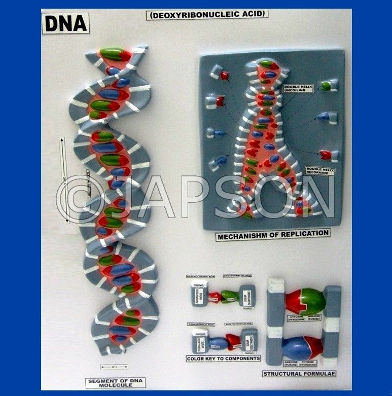 Model, DNA Structure, on Board Model, DNA Structure, on Board